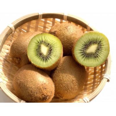 ふるさと納税 海南市 【2026年2月より順次発送】森本農園のキウイフルーツ　2kg |  | 01