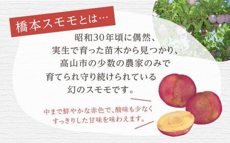 【先行予約 8月上旬～中旬発送】幻の希少品種 橋本スモモ 約2.5kg（大玉25個前後入り）| 大玉 すもも プラム 果物 フルーツ 甘酸っぱい 希少 産地直送 旬 飛騨高山 山本果樹園 MA012