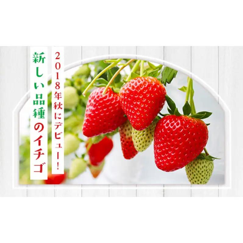 いちご 佐賀県産 いちごさん 約1kg 苺 イチゴ フルーツ 果物 デザート ※配送不可:離島