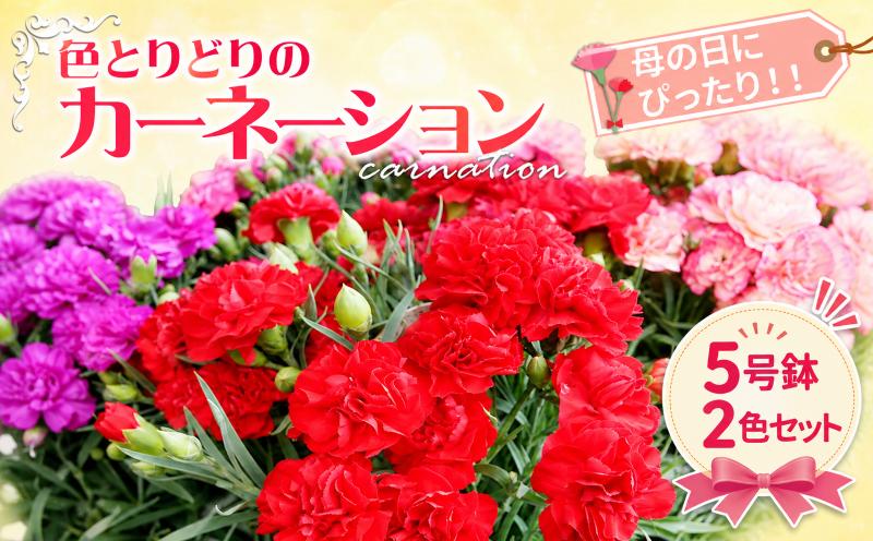 
                  【2027年4月下旬以降出荷】 カーネーション 5号鉢 2色セット 母の日 花 プレゼント 先行予約 母の日への贈り物 ギフト 赤 ピンク 紫 黄色 花 アレンジ 鉢植え 5号 鉢 国産 花鉢 鉢花 フラワーアレンジメント 母の日 母の日ギフト フラワーギフト お祝い ははの日 記念日 送料無料 ふるさと納税 茨城県 鹿嶋市
                