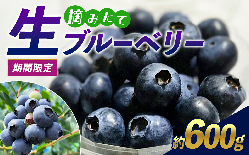 ＜ 期間限定 ＞ 極上 摘みたて 生 ブルーベリー 約600g (100g×6P) ｜ ブルーベリー 果物 フルーツ 生ブルーベリー 生 冷蔵 極上 摘みたて 期間限定 選べる 容量