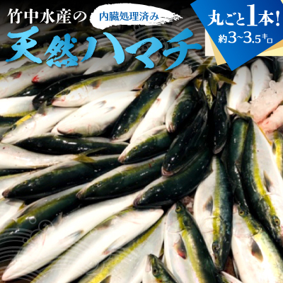 
竹中水産の「天然ハマチ」丸ごと1本!(約3キロ～3.5キロサイズ)内臓処理済み＜F22-257＞【1075509】
