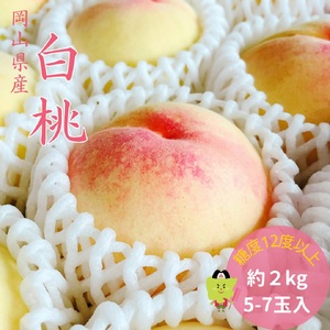 土-16　【2027年発送】白桃 特秀 ロイヤル 大玉 約2kg 5-7玉 岡山県産 桃 もも 御中元 ギフト 御礼 プレゼント 御礼 御祝 御供 果物 くだもの フルーツ