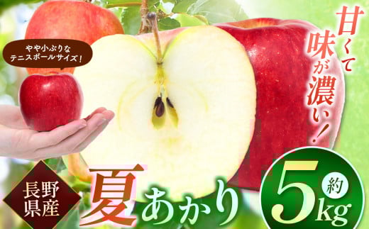 【先行予約】夏あかり5kg 夏りんごの革命児。甘くて硬い味の濃いりんご | りんご リンゴ 林檎 果物 フルーツ くだもの 信州産 なつあかり 長野県 松本市