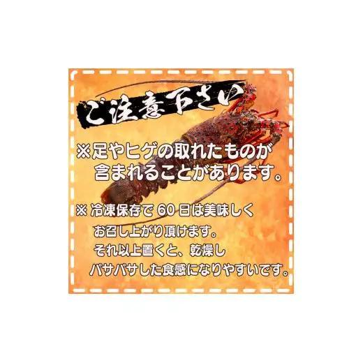 【 伊勢海老 】 天然伊勢海老 2kg以上