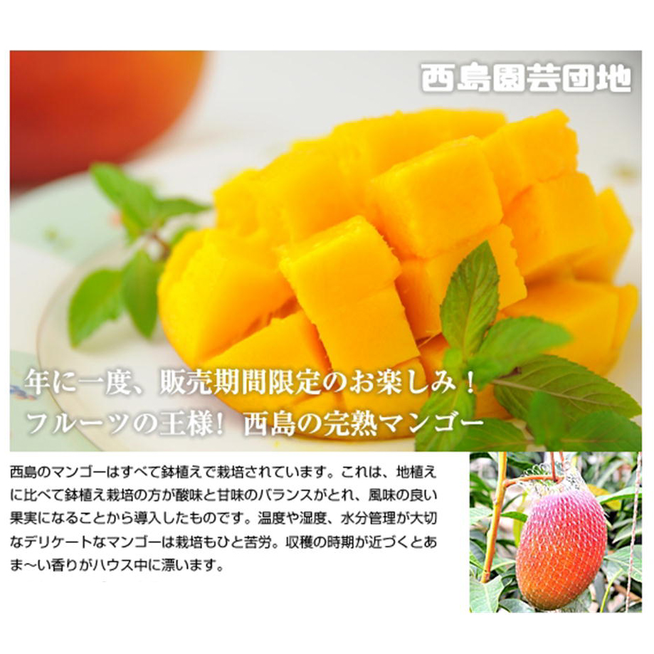 高知産/完熟アップルマンゴー500ｇ以上2玉＜大玉＞化粧箱入り【夏発送】（三越伊勢丹選定）