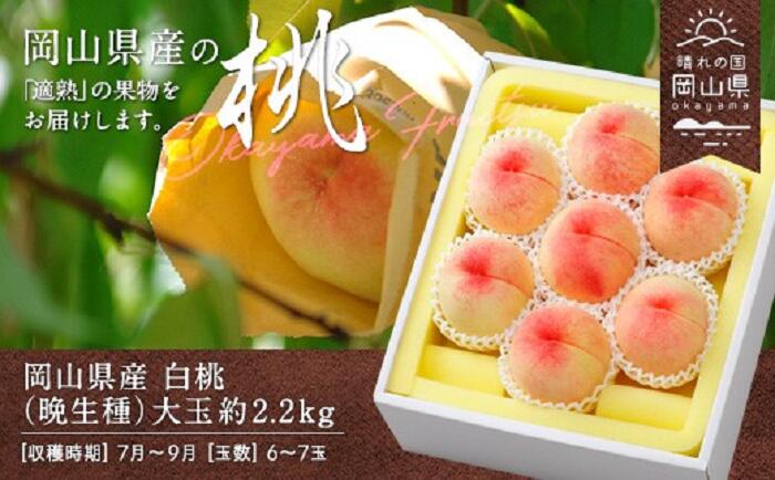 【ふるさと納税】白桃 岡山 桃 もも モモ 岡山の桃 晩生種 白麗 瀬戸内白桃 スイーツ フルーツ 果物 お取り寄せ ギフト 贈答用 デザート 旬 大玉 岡山県産「白桃（晩生種）」約2.2kg（大玉6～7玉）【26年8月上旬以降の出荷分】