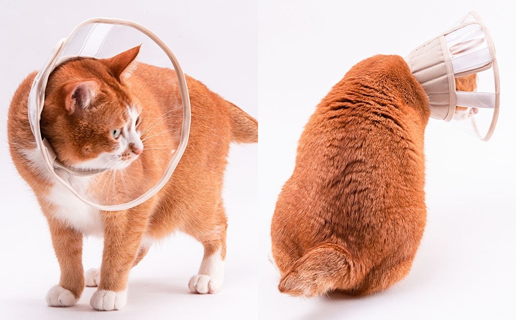 ぽぽねこ 軽くて柔らかい猫用エリザベスカラー