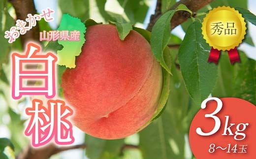FYN6-227 ≪2026年先行予約≫贈答用 山形県産 おまかせ 白桃 3kg(8～14玉) 秀品 2026年8月下旬から順次発送 柔らかくなる桃 夏果実 果実 果物 くだもの フルーツ 桃 もも ピーチ 化粧箱 贈答 ギフト プレゼント 産地直送 山形県 西川町 月山