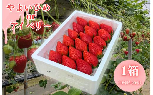 イイダ苺園のいちご　「やよいひめ」or「アイベリー」 ／ いちご 苺 イチゴ ストロベリー やよいひめ アイベリー 果物 フルーツ 千葉県 東庄町 送料無料
