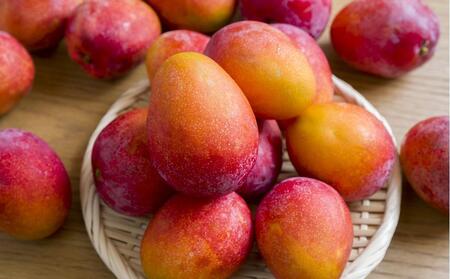 【2025年先行予約】奄美 加計呂麻島 完熟マンゴー 家庭用 約1kg（2～3玉入り）化粧箱