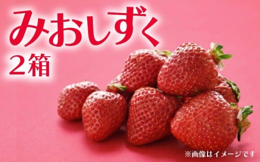 【先行予約】 数量限定 いちご 350g 2箱 みおしずく 完熟 贈答 贈答用 イチゴ 苺 果物 スイーツ デザート フルーツ くだもの ベリー 甘い オススメ 人気 ichigo strawberry itigo 滋賀県 竜王町 ひさだ苺農園