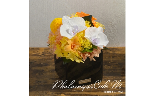 胡蝶蘭キューブM 花 お花 プリザーブドフラワー ギフト プレゼント お祝い 誕生日 お供え アレンジ インテリア 東京都 墨田区【パープル】 [№5619-6319]