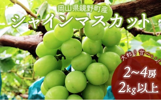 
                  【期間限定】鏡野町産 シャインマスカット 2kg（2～4房）
                