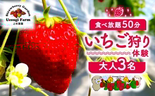 【2026年1月～発送】 上杉農園のいちご狩り 大人 3人 利用券 50分食べ放題 いちご狩り いちご イチゴ 苺 チケット 体験 観光 旅行 家族 デート フルーツ 果物 人気 おすすめ ふるさと納税 京都 八幡 八幡市 上杉農園