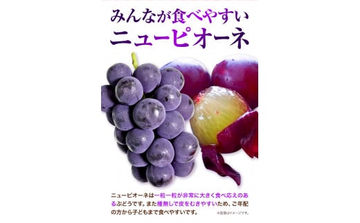 シャインマスカット　先行予約  岡山県産 ニューピオーネ （１房580g以上）＆ シャインマスカット 「 晴王 」 （1房580g以上） 種無し ぶどう ピオーネ シャイン マスカット フルーツ 果物