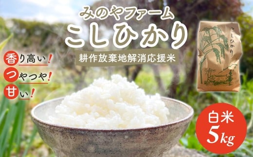 令和7年産 こしひかり 5ｋｇ（白米） みのやファーム耕作放棄地解消応援米  【 コシヒカリ こしひかり おいしい お米 米 こめ 自然栽培 贈り物 ギフト 千葉県 御宿町 人気 おすすめ ランキング 】 ONJF003