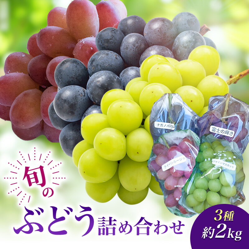 【ふるさと納税】2026年産旬のぶどう詰め合わせ3種約2kg　果物 ぶどう 葡萄 マスカット フルーツ 種なし 詰め合わせ 長野県 駒ケ根市　お届け：2026年10月上旬～10月下旬