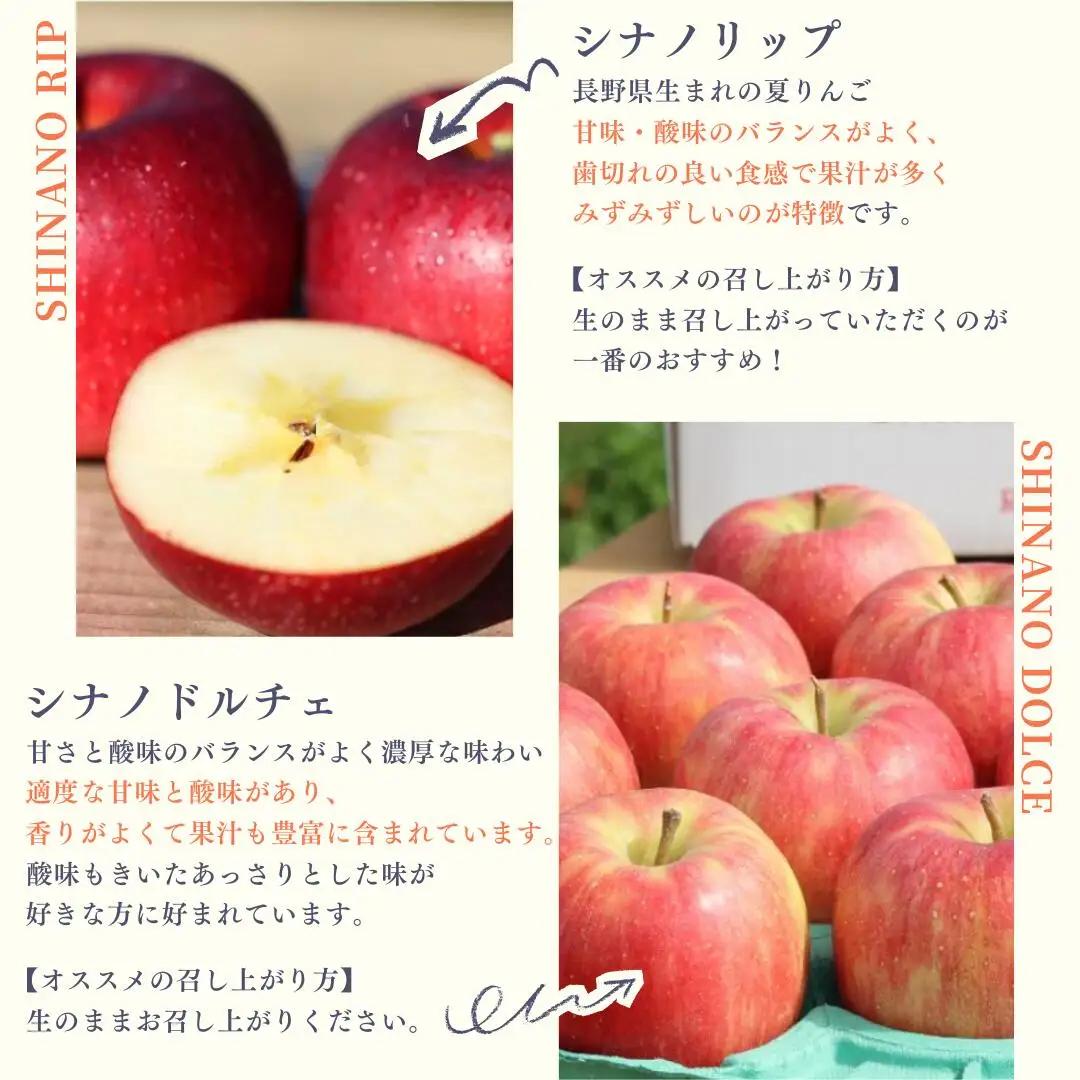 農園にお任せ旬のリンゴ ５kg入り贈答箱【100箱　限定品】［RS-104］