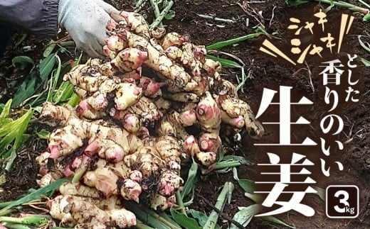 シャキシャキとした香りのいい生姜 3kg　KN082-002-02