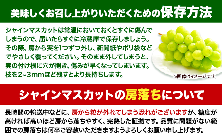 【令和6年度産先行予約】 マスカット シャインマスカット 2房（1房約650g） たたらみねらるシャインマスカット ギフト 糖度18度以上 フルーツ 種無し ぶどう 葡 Y&G．ディストリビューター 