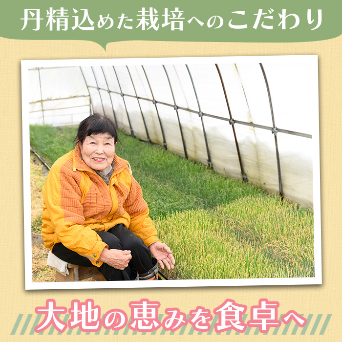 ＜定期便・全3回＞＜2025年10月上旬～2026年2月下旬発送予定＞さといもと紅はるかのセット(約10kg×3回・計約30kg) 【sm-DI005】【大原茂美】