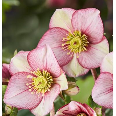 ふるさと納税 藤枝市 クリスマスローズ鉢植え 氷の薔薇カルロッタ4.5号　