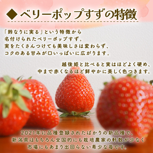 【2025年2月中旬発送開始】 いちご １パック 12or15粒 ベリーポップ  いちご フルーツ 果物 くだもの いちご shibatafarm002