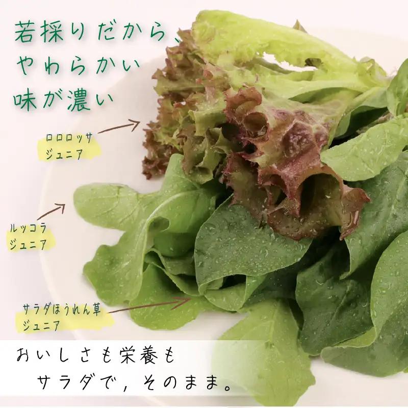 3種ミックス 若採り ルッコラ ほうれん草 みずな ジュニア | サラダ 水菜 水耕 葉物 野菜 南国市
