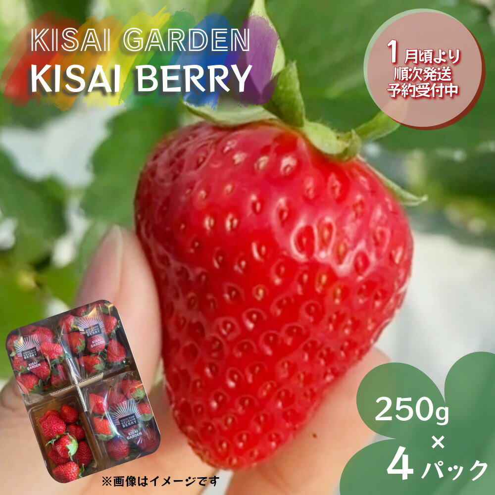 【ふるさと納税】【 予約受付中・2026年1月頃より順次発送 】KISAI BERRY 250g×4パック 【数量限定】 | 栽培期間中農薬不使用 苺 いちご イチゴ 紅ほっぺ 徳島 鳴門 果物 フルーツ スムージー ジャム