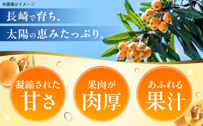 ビワ 枇杷 果物 フルーツ びわ 長崎 特産 数量限定