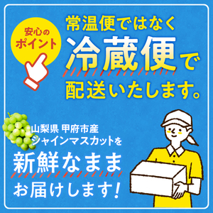 【新規格登場!!】〈2026年度配送分〉至福の山梨県産シャインマスカット 2房（1.0kg以上）シャインマスカット 山梨 県産 2026年度 先行予約 甲府 市産 ぶどう フルーツ 果物 2～3房 冷