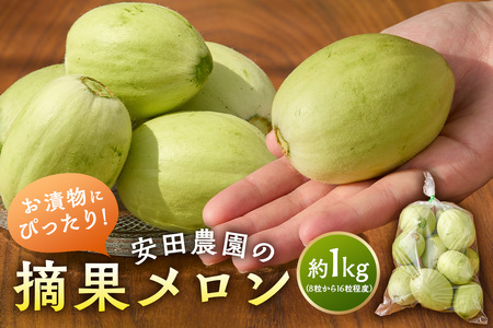お漬物にぴったり　安田農園の摘果メロン（子メロン）1kg mi0018-0011