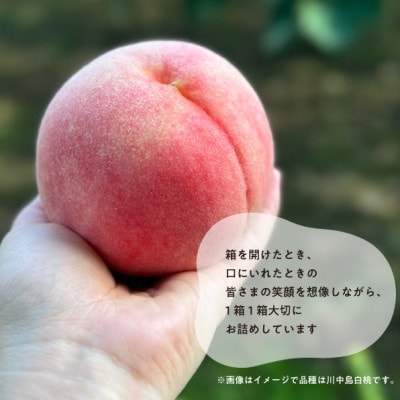 【きよとうファーム】しっかりとした果肉が美味しい「さくら白桃」上級品 4-6玉入(岡山県産)【配送不可地域：離島】