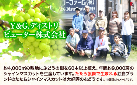 1-43a 煌めく果粒の宝石箱 たたらみねらる《2025年8月下旬-10月下旬頃出荷》｜ｼｬｲﾝﾏｽｶｯﾄ