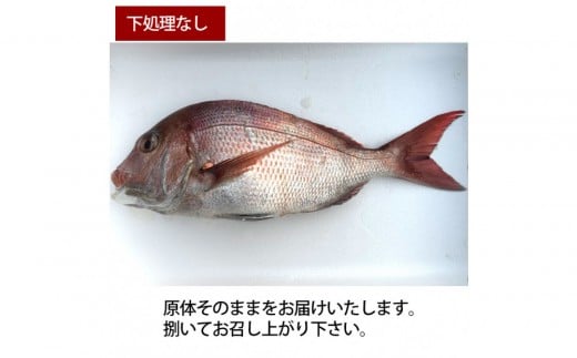 【下処理なし】活き締め真鯛1尾（約1kg）タイ たい 刺身 鍋