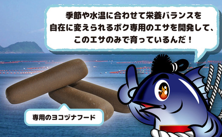 本マグロ ヨコヅーナ 刺身用 中トロ 400g | 本マグロ 津久見市