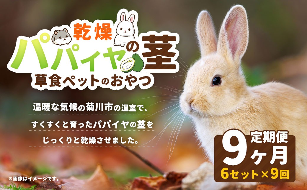 
                  【9ヶ月定期便】乾燥パパイヤの茎 50g（約20本～30本）×6セット（うさぎ等､草食の小動物のおやつ） ペット うさぎ ウサギ ハムスター モルモット チンチラ 小動物 草食動物 おやつ 無添加 無着色 パパイヤ 茎 乾燥 国産 静岡県 菊川市
                