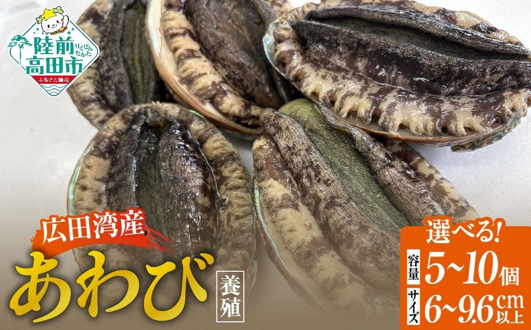 
            広田湾産 養殖あわび 選べる個数・大きさ 5個～10個 【 アワビ 鮑 肉厚 冷蔵 料理 年末年始 おせち 人気 】 RT3189
          