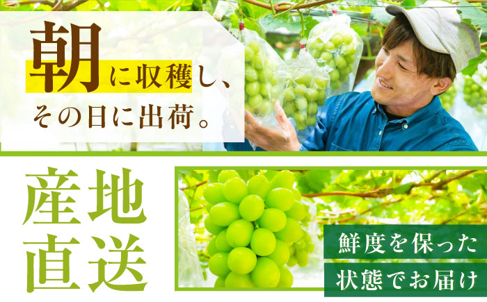 【先行予約：2026年8月中旬より発送】【贈答用】農家直送の2品種を食べ比べ！シャインマスカット 1房 ピオーネ 1房（約950g）秀品・化粧箱入り 島根県雲南市/ギアファーム [AIAB016]