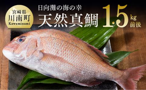『日向灘の海の幸』天然真鯛（活き締め） 【 鮮魚 さかな 刺身 煮つけ 九州 宮崎 川南町 新鮮 魚 魚介類 】