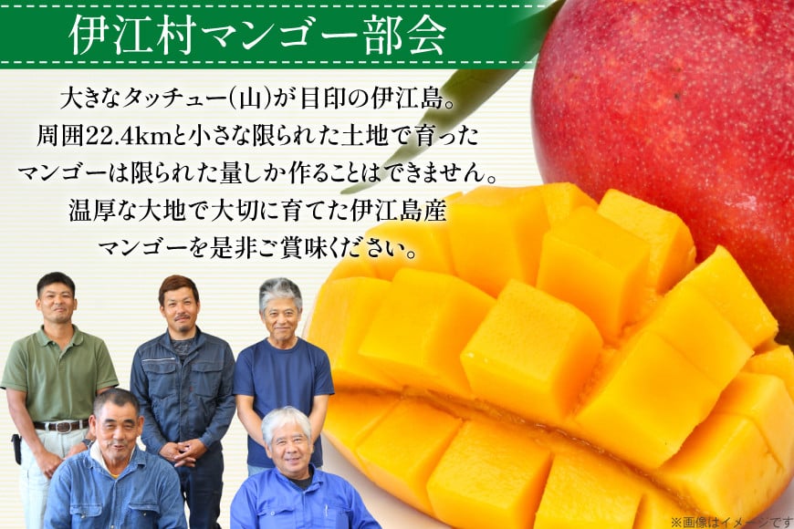 【2027年発送】 訳あり マンゴー  アーウィン種 約 2kg (4?7玉)  [伊江村マンゴー部会 沖縄県 伊江村 ie47bde320010] 訳ありマンゴー 訳アリ ワケあり 理由あり 沖縄 フルーツ 果物 甘い 夏 濃厚 果物 果実 くだもの