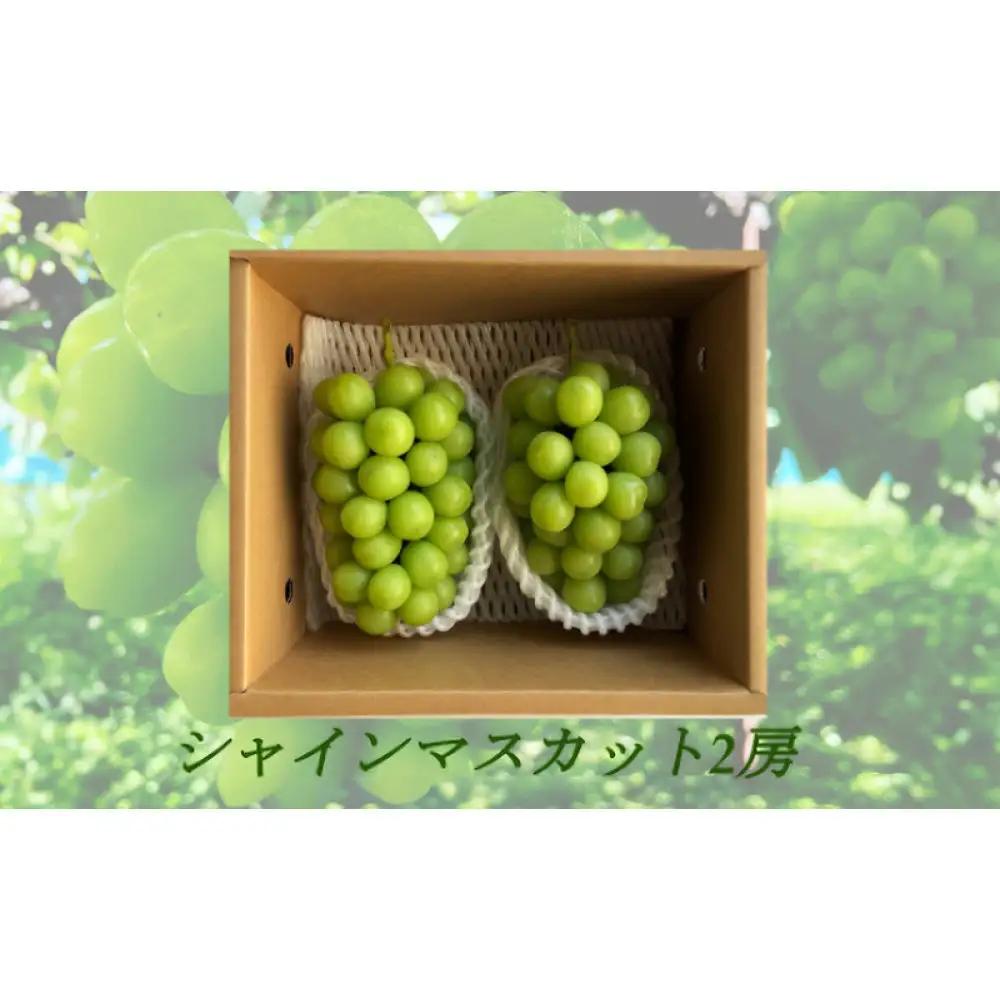 信州やなぎさわ農園果逢　信州産シャインマスカット2房（合計1kg以上）【大粒＆大房】 | 果物 ぶどう シャインマスカット 旬の味覚