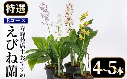 【個数限定】寿峰苑特選えびね蘭　店主おすすめ標準Eコース（4本～5本） 鹿児島 冠岳 で育った 蘭 時期により 花 苗 鉢入りでお届け！ 【E-019H】