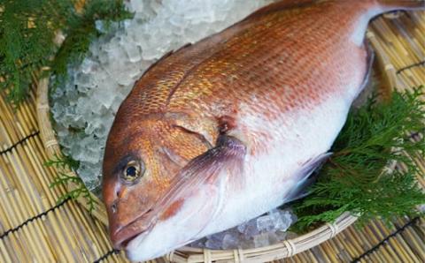 朝〆 直送！愛南町産 鯛 さしみ 用 切り身 （800g＋アラ付き） 真鯛 まだい 鯛 カマ 刺身 直送 新鮮 アラ 冷蔵 鯛飯 鯛しゃぶ 鯛めし 国産 お正月 真空 パック お祝い めでたい 愛媛県