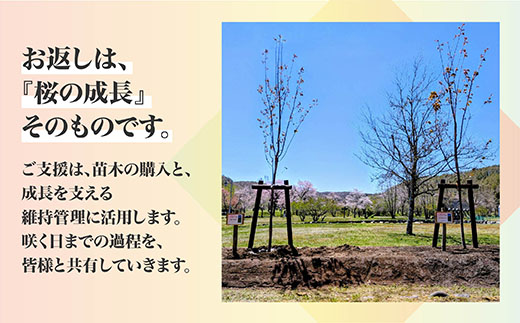 【返礼品なし】別保公園の桜を雪害から復活させたい ｜「日本一遅い桜まつり」応援寄附（5,000,000円） さくら 桜 桜の木 植樹 別保公園 北海道 釧路町 釧路超 寄付 支援 応援 共感型saku