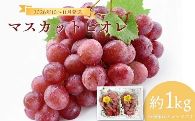 ＜2026年発送分 先行予約＞10月～11月発送お土産マスカットビオレ1kg箱【029-a009】