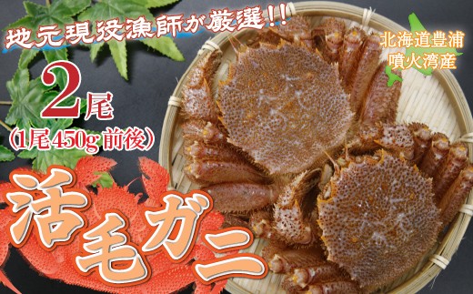 【令和8年度発送先行予約】【地元現役漁師が厳選】活毛ガニ 2尾 （1尾450g前後）毛ガニ 冷蔵