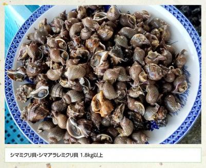 宮崎県産活貝　日向灘獲れ！よだれミナ(シマミクリ貝・シマアラレミクリ貝) 【 貝 魚介 活貝 新鮮 おつまみ 魚介類 川南町 】