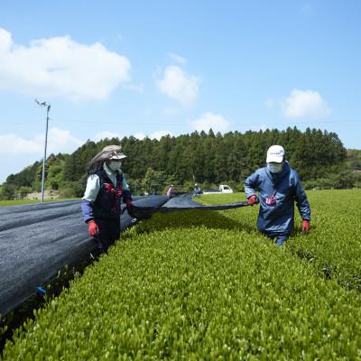 ふるさと納税 佐々町 【黄綬褒章受章】有機栽培50年のこだわり 有機栽培煎茶 4種飲み比べ100g×4袋(佐々町) |  | 03